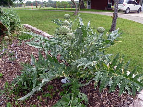 Artichoke Plant in April