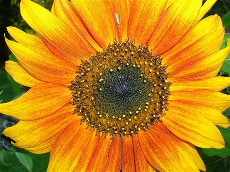 16 Beautiful Sunflower Varieties – Rhythm of the Home