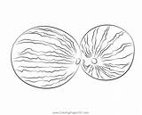 Two Watermelons Coloring Page For Kids  Free Watermelon Printable sketch template