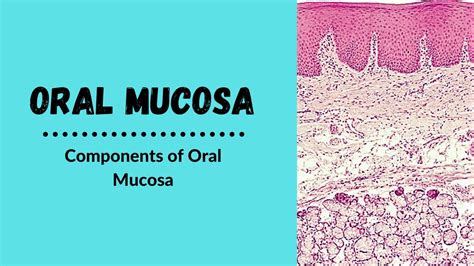 Lip Mucosa Histology | Sitelip.org