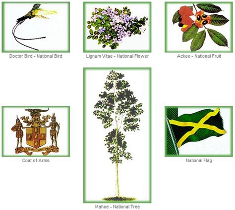 Jamaica National Flower History | Best Flower Site