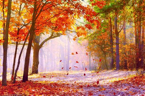 THE FALLING LEAVES, forest, autumn, leaves, path, colors, season, HD ...