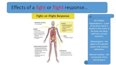 What is the fight or flight response final