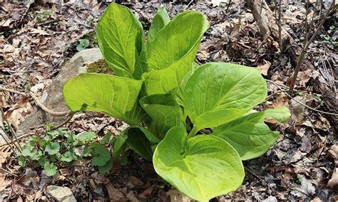 Skunk Cabbage - The True Sign of Spring - Teatown