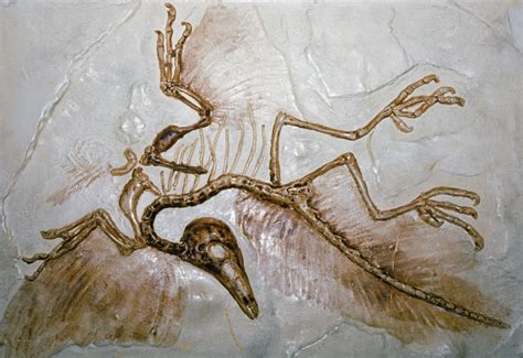 Archaeopteryx at the Natural History Museum in London | Science | The Guardian