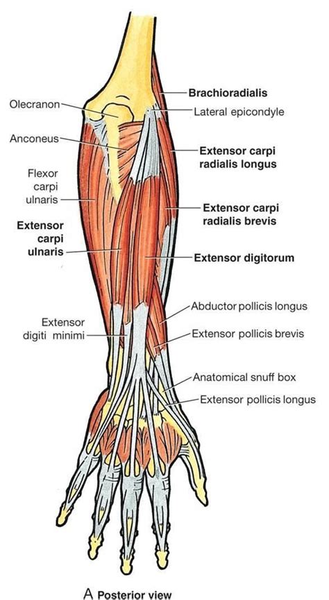 #Muscles #Anatomy & #Physiology #Health #Fitness #Training #Muscle #Bone #Hand #Arm | Forearm ...