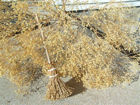 A Satisfying Life: Broomweed