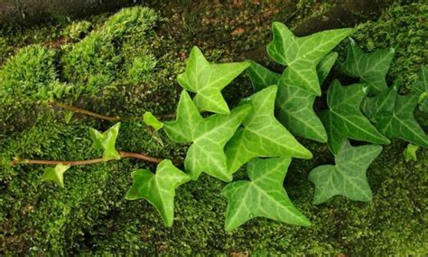 17 Types Of Ivy Plants You Should Know - Epic Gardening