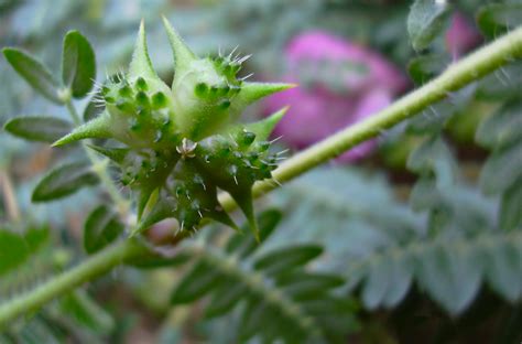 Tribulus terrestris - Elisirlife: Blog and News about Supplements