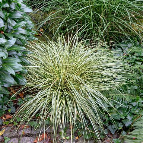 Carex oshimensis Evergold - Golden Sedge - Hopes Grove Nurseries