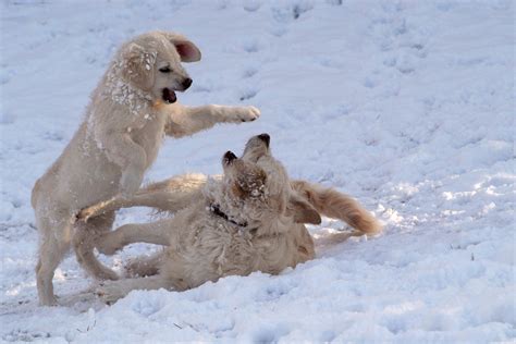 Dogs in the snow 1 Free Photo Download | FreeImages