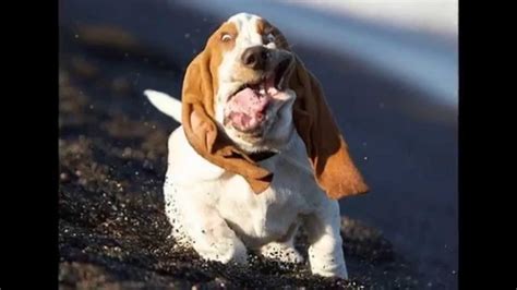 The 7 Deadly Sins, Re-Enacted By Basset Hound Dogs - SonderLives