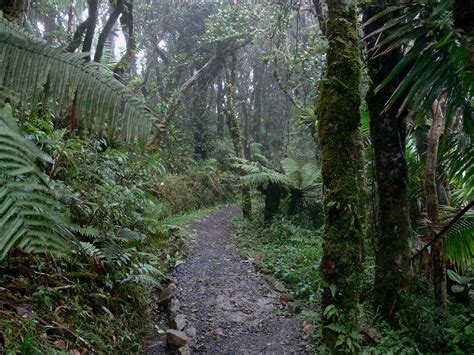 El Yunque Trail : Photos, Diagrams & Topos : SummitPost