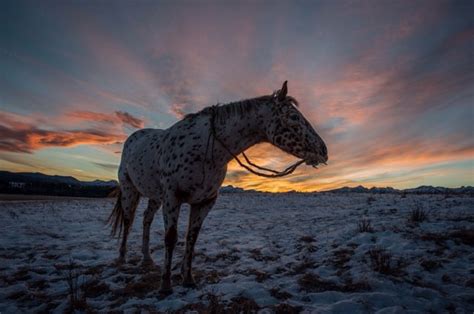 THE REVENANT (2015) Movie Images: D.P. Emmanuel Lubezki Publishes Set ...