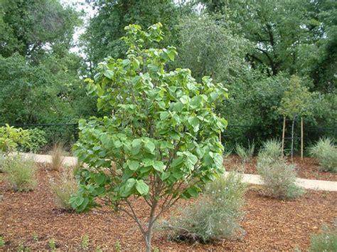 Cercis chinensis 'Avondale'