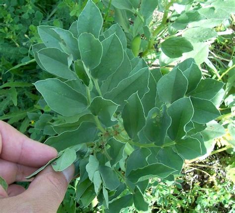 Vicia faba (broad vetch): Go Botany