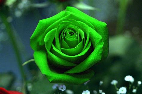 Green Rose Wallpapers - Wallpaper Cave