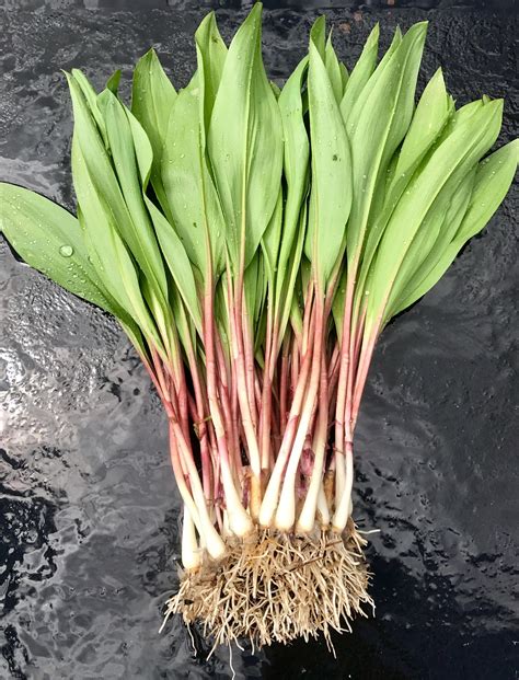 Fresh Wild Ramps / Leeks 1lb onion Family - Etsy