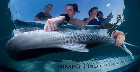 Shark Research | Bimini Biological Field Station - Shark Lab