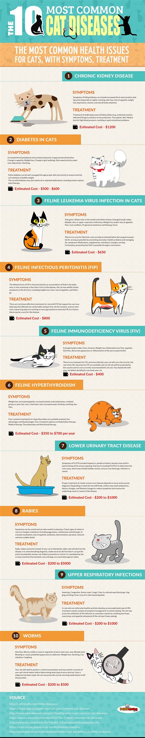 10 Most Common Cat Diseases Infographic