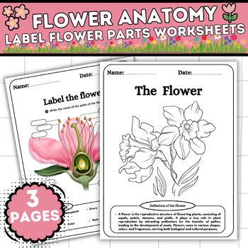 Flower Parts Labeling Worksheet-Flower Anatomy-Coloring-The definition