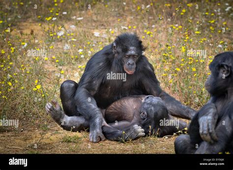 Bonobos mating - Monkey Valley France Stock Photo - Alamy