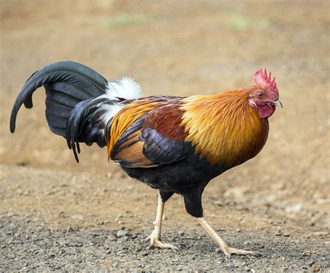 Pictures and information on Red Junglefowl