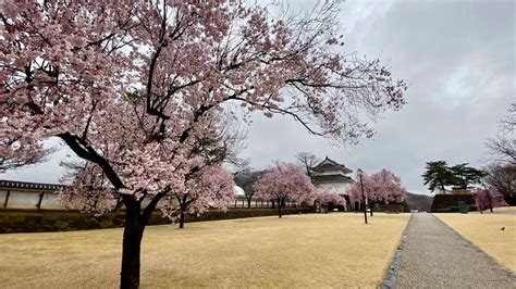 Kofu Castle, a famous spot for cherry blossoms - a famous tourist spot in historic Yamanashi ...