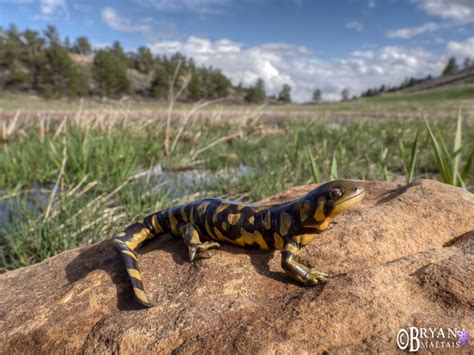 Barred Tiger Salamander in Habitat - Wildernessshots Photography