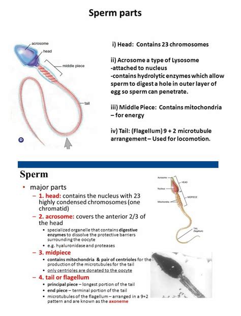 52 best embryology images on Pinterest | Tube, 3 weeks and Arch