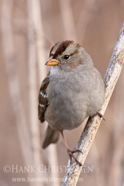 Juvenile White-crowned Sparrow (Photo of the week)