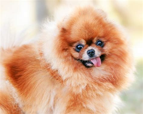 Orange Pomeranian Dog Portrait Stock Image - Image of mammals, animal ...