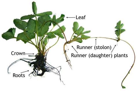 Strawberry Plant: The Complete Guide (Updated 2021)