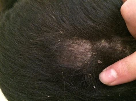 Dog losing hair and flaky skin - Mites/Mange?