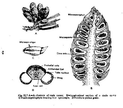 Diagram Of A Cone From A Conifer