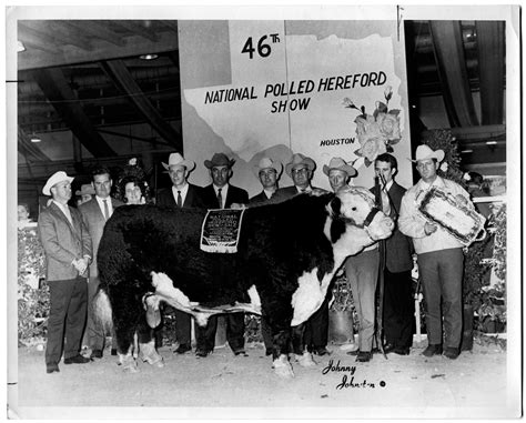 Champion Polled Hereford Bull - The Portal to Texas History