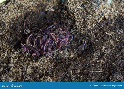 African Night Crawler on Soils Stock Image - Image of garden, angleworm: 86366733