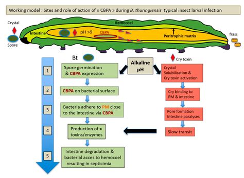 A Bacillus thuringiensis Chitin-Binding Protein is Involved in Insect Peritrophic Matrix ...