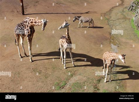 Auckland zoo animals hi-res stock photography and images - Alamy