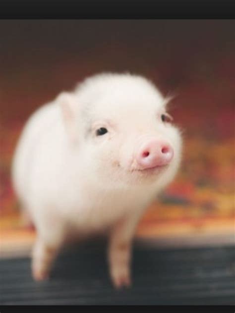 This is Gilbert the pig the cutest pig in the world!!!!!!!! | Cute baby pigs, Cute baby animals ...