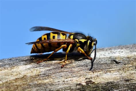 DIY Wasp Exterminator: Getting Rid Of These Pesky Bugs