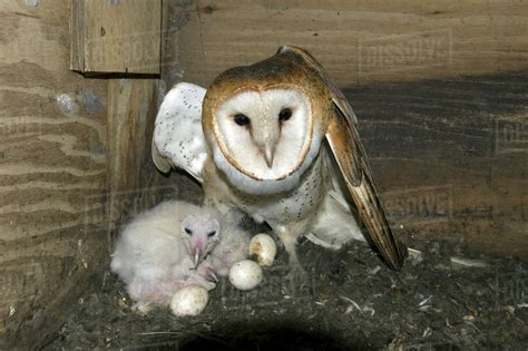 Barn Owl, Owlet and eggs in Nest Box - Stock Photo - Dissolve