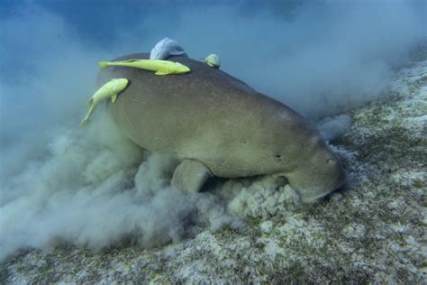 Things You Never Knew: 8 Facts about the Dugong