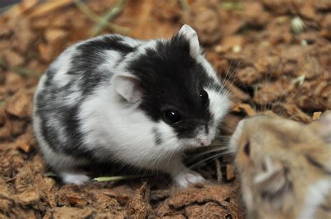 Campbell's Russian Dwarf | hamsters