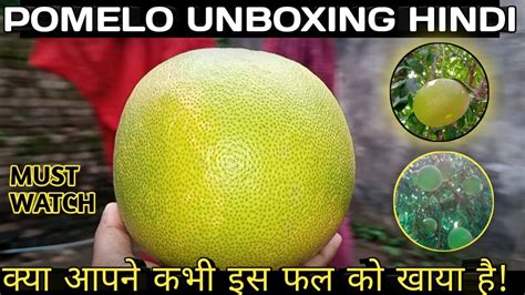 POMELO UNBOXING.POMELO FRUITS VIDEO.POMELO JUICE.MAHTABI FRUIT VIDEO.CHKOTRA FAL VIDEO POMELO ...