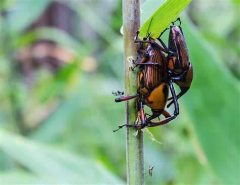 EASTERN HERCULES BEETLE FACTS | CRITTERFACTS