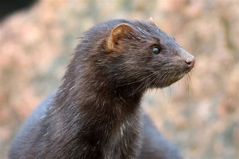 Supreme Dutch Court upholds mink farming ban - Fur Free Alliance