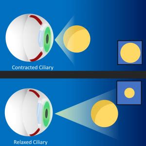 Oculomotor and Monocular Depth Cues – Introduction to Sensation and Perception