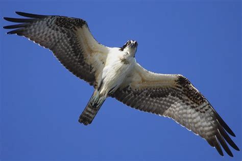 Soaring Seahawk. There really is a bird called a Seahawk ! | Birds of prey, Kinds of birds, Prey