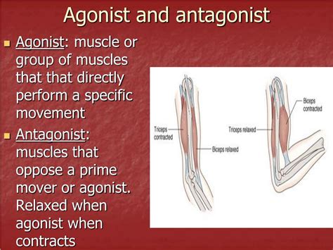 Antagonists Muscles